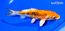 7.25" LEATHER HEISEI NISHIKI