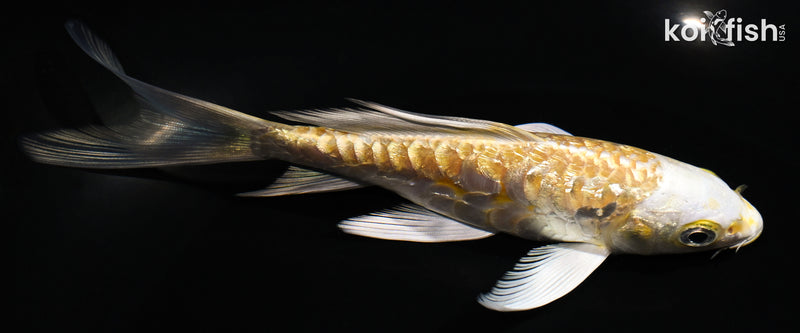 5.5" GINRIN ARAGOKE YAMABUKI OGON BUTTERFLY