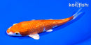 5.75" GINRIN HARIWAKE