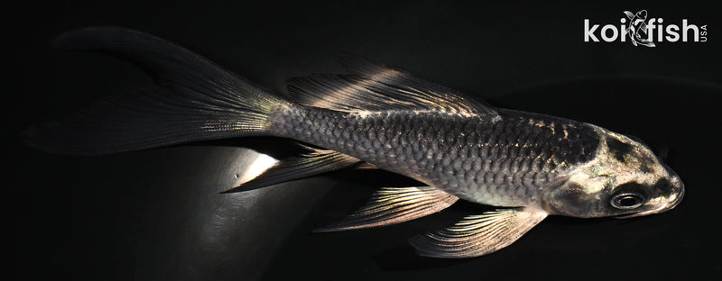 4.75" GINGA BUTTERFLY
