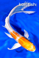 7.5" GINRIN HARIWAKE BUTTERFLY