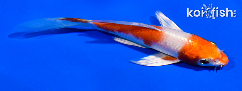 5" HARIWAKE BUTTERFLY
