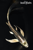 6.5" ARAGOKE KIKOKURYU BUTTERFLY