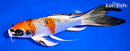 7.25" KUJAKU BUTTERFLY