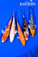 PACK OF (5) 3.75-4" STANDARD KOI