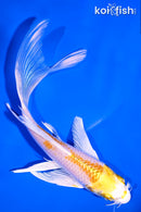 5.75" LEMON HARIWAKE BUTTERFLY