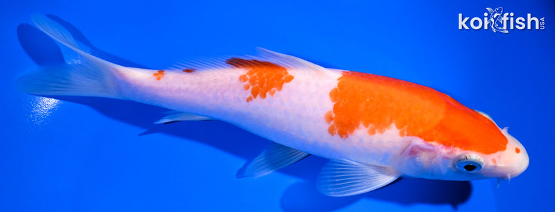 7.25" KOHAKU
