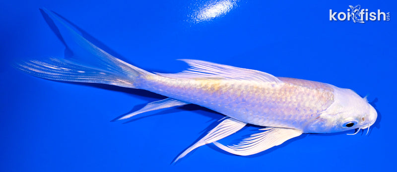 5.75" LEMON HARIWAKE BUTTERFLY