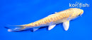 5" DOITSU YAMABUKI OGON