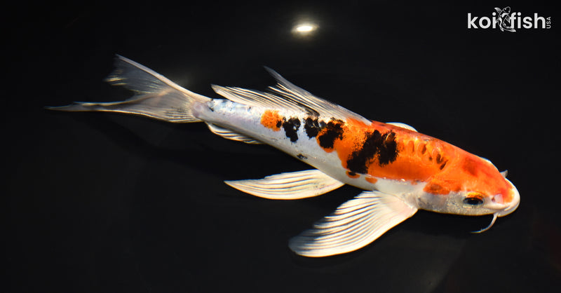 9" HEISEI NISHIKI BUTTERFLY
