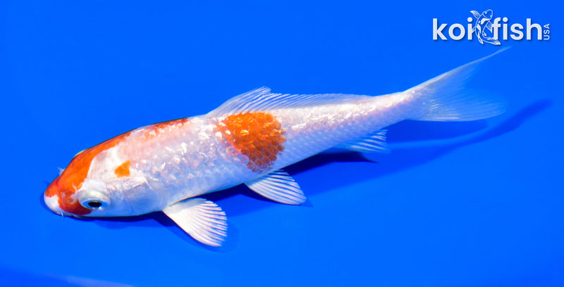 5.25" GINRIN HARIWAKE