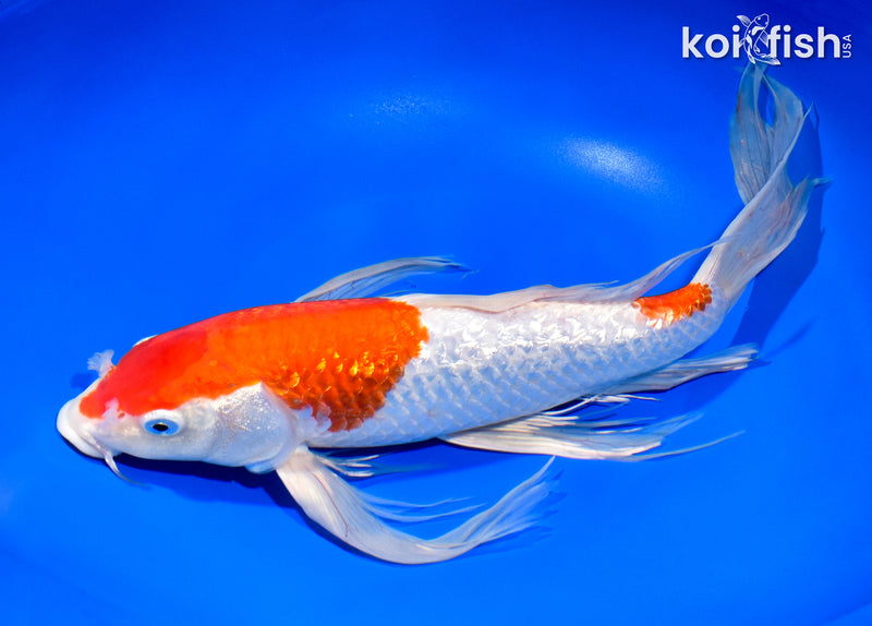 14.25" GINRIN KOHAKU BUTTERFLY
