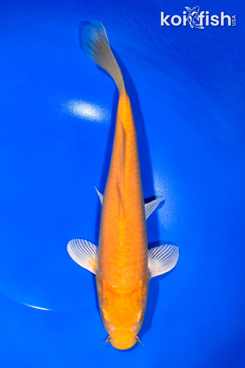 12" CHAGOI