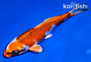 5.5" KUJAKU
