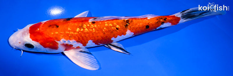 9" GINRIN YAMATO NISHIKI