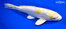 13.75" DOITSU LEMON HARIWAKE