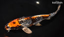 9.5" ARAGOKE BENI KIKOKURYU