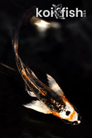 5.25" ARAGOKE BENI KIKOKURYU BUTTERFLY