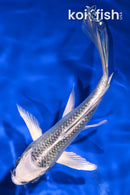 5.5" GIN MATSUBA BUTTERFLY