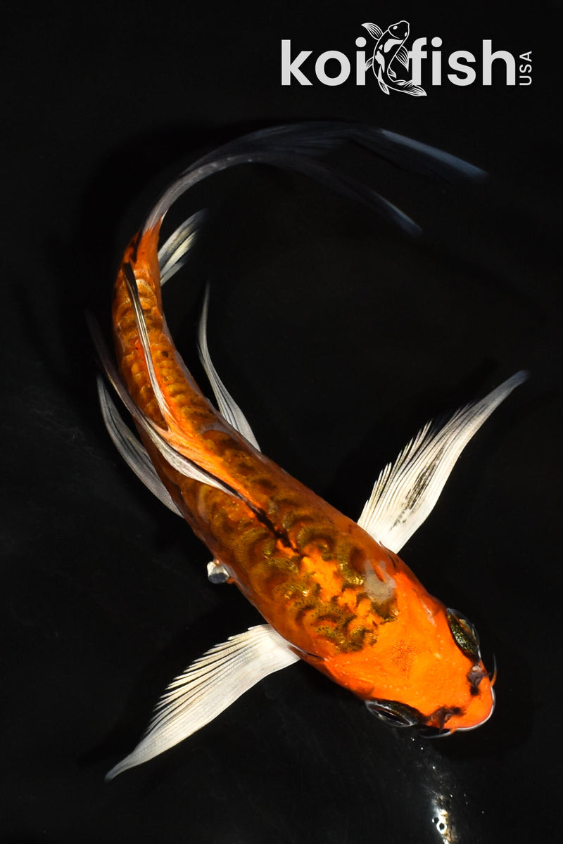 5.5" ARAGOKE BENI KIKOKURYU BUTTERFLY