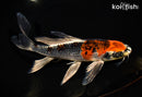 9.5" BENI GINGA BUTTERFLY