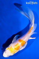 5.75" DOITSU HARIWAKE BUTTERFLY