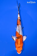 7.25" YAMATO NISHIKI