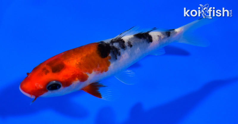 4.75" SANKE