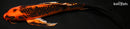 9.5" ORENJI MATSUBA BUTTERFLY