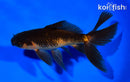 5.75" WATONAI GOLDFISH