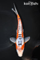 9" ARAGOKE HI SHUSUI