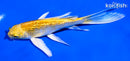 5.75" GINRIN LEMON HARIWAKE BUTTERFLY