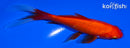 5.25" COMET GOLDFISH