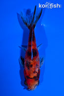 3.75" CALICO WAKIN GOLDFISH