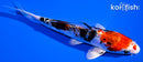 5.5" HEISEI NISHIKI