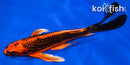7.5" GINRIN ORENJI MATSUBA BUTTERFLY