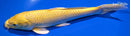 9" YAMABUKI OGON
