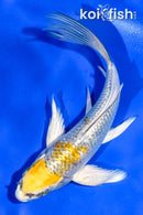 5.5" GINRIN KUJAKU BUTTERFLY