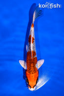 5.5" KUJAKU