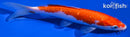 7.5" GINRIN KOHAKU
