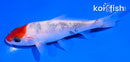4.5" HOODED SANKE