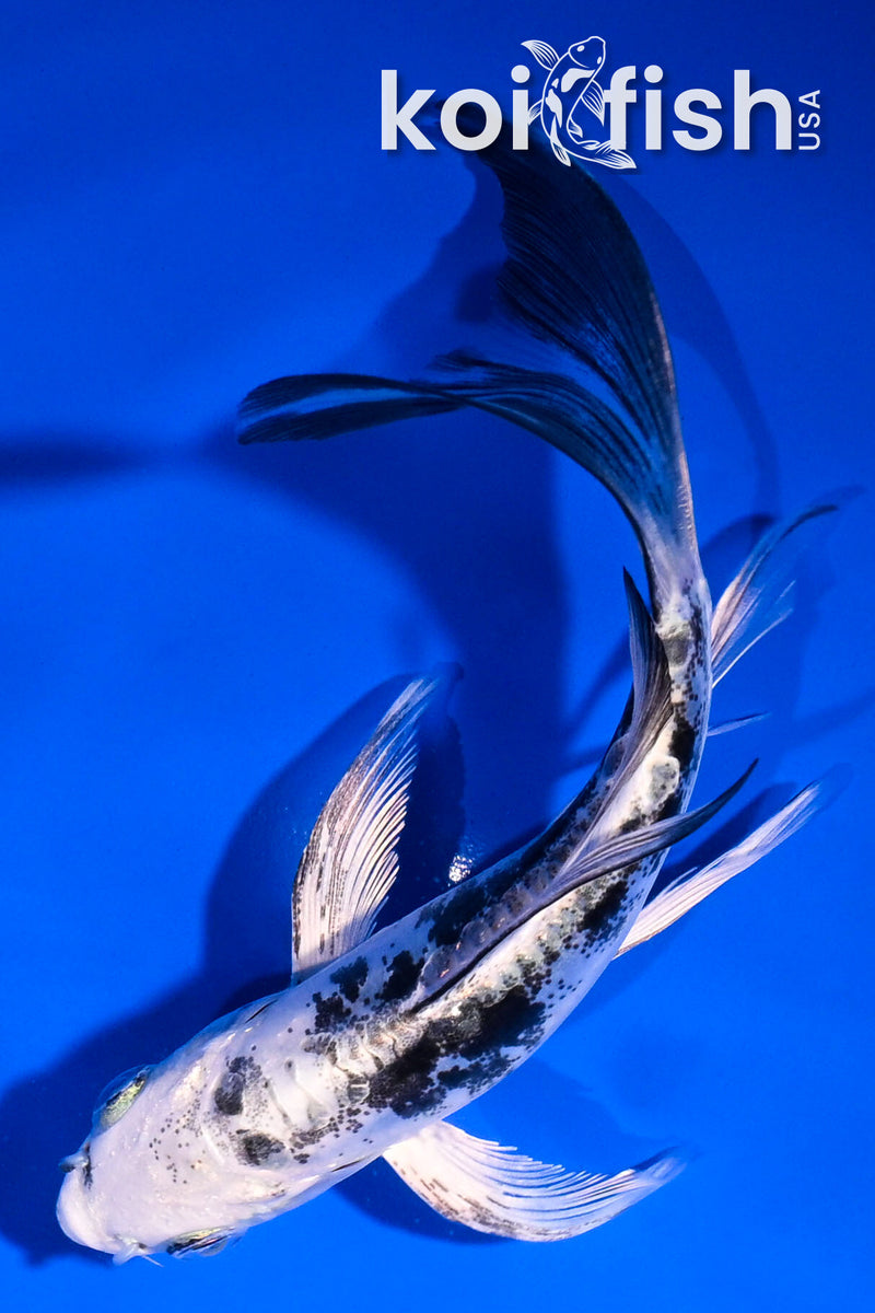 4.5" DOITSU GIN SHIRO BEKKO BUTTERFLY