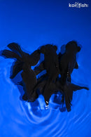 PACK OF (3) 4.25-4.5" TELESCOPE FANTAIL GOLDFISH