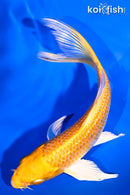 5.75" GINRIN LEMON HARIWAKE BUTTERFLY