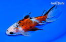 5.5" CALICO WATONAI GOLDFISH