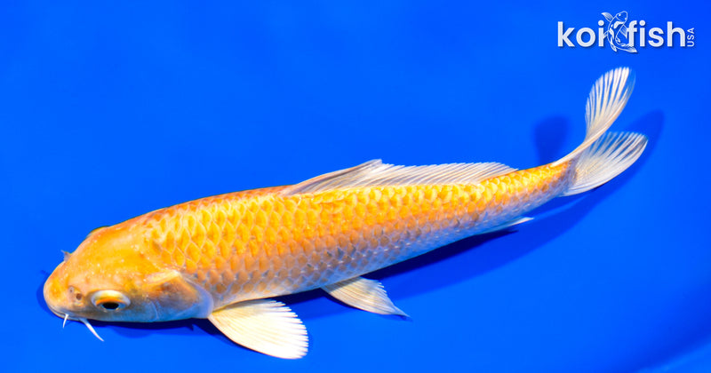 7.25" YAMABUKI OGON