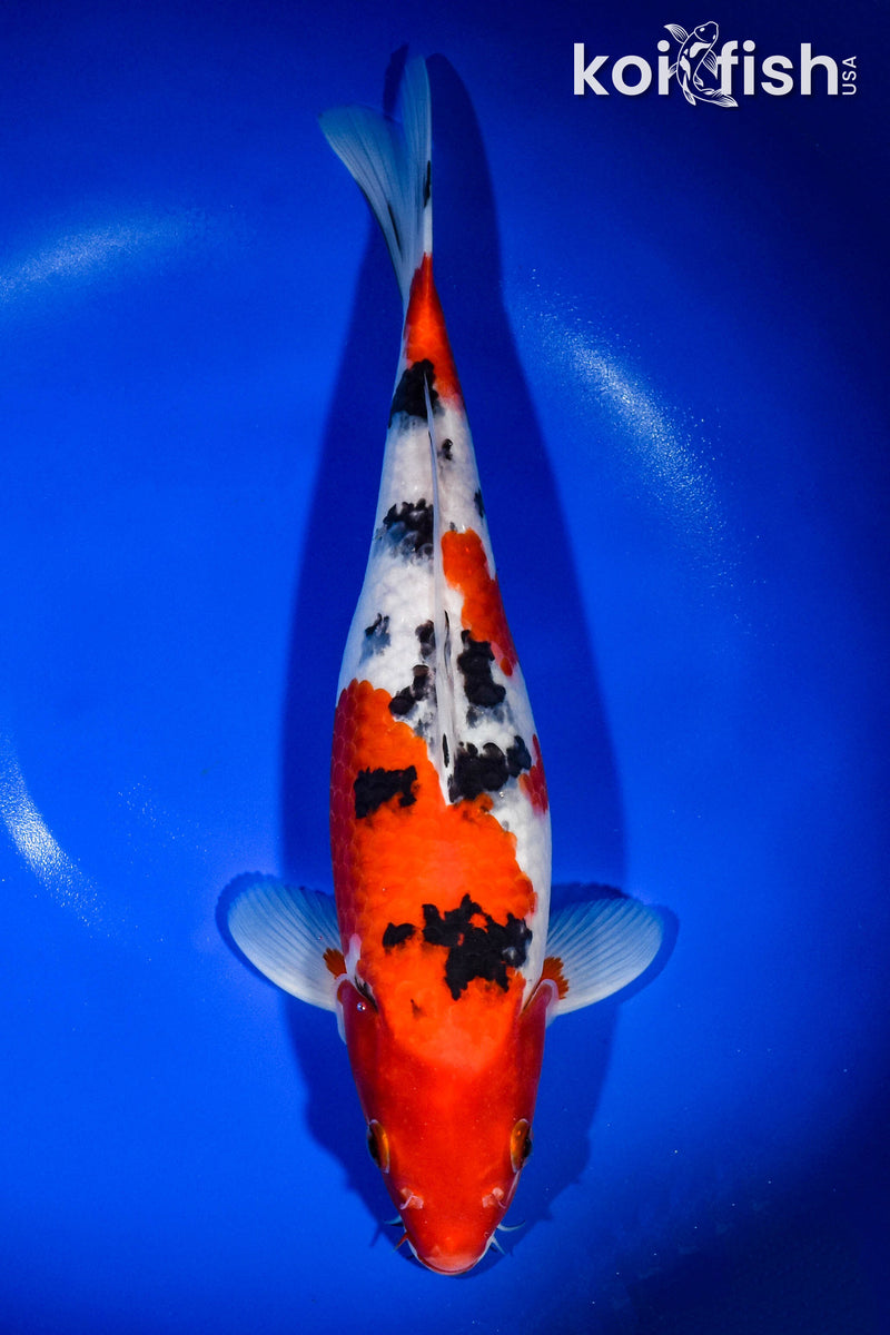 14.5" SANKE
