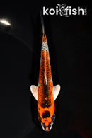 5.75" KUJAKU