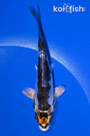 4.25" BENI KIKOKURYU
