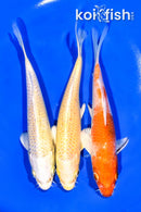 6.5 - 6.75" PACK OF (3) STANDARD KOI